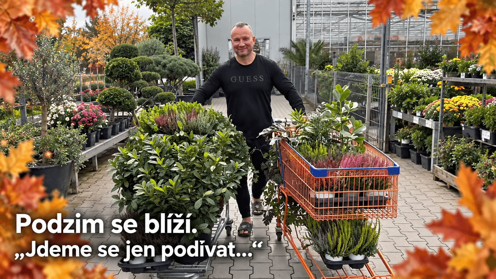 Přípravy na podzim: Jan Kovač veze dva plné vozíky rostlin v zahradnictví.
